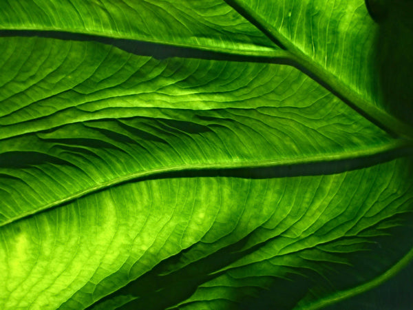 Few facts why you should buy your bikinis "GREEN" this summer- Womens Designer swimwear and beachwear │ Luxury swimwear and beachwear  - Antoninias